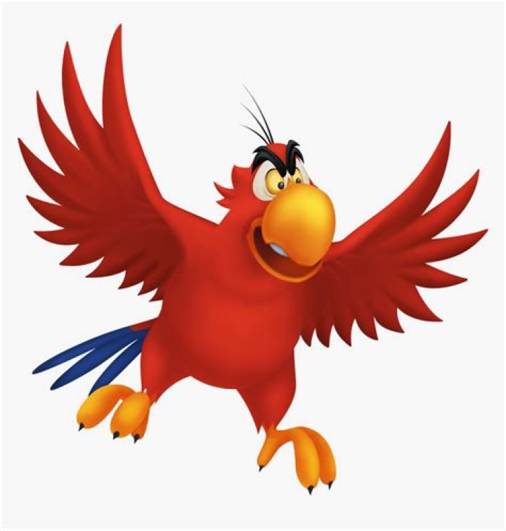 Aladdin Parrot Name - How To Discuss