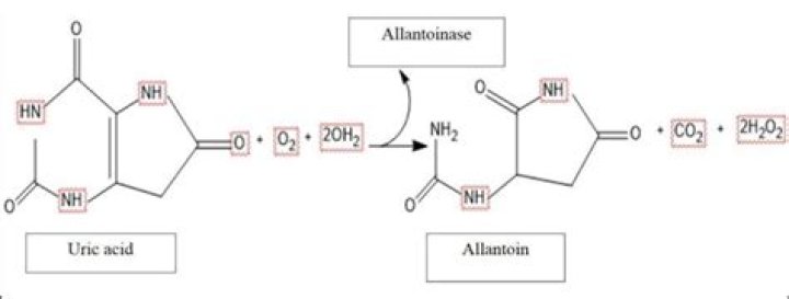 Allantoin - How To Discuss