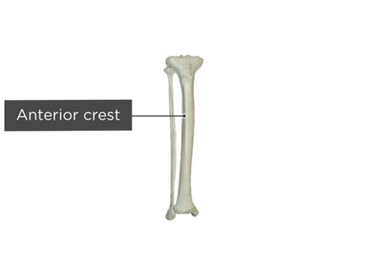 Anterior Crest Of Tibia - How To Discuss
