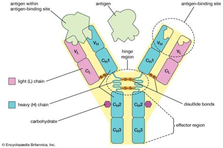 Antibodies function - How To Discuss