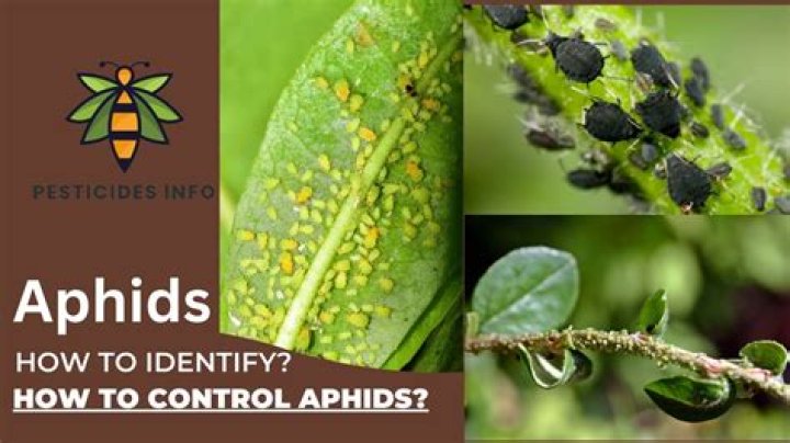 Aphid control - How To Discuss