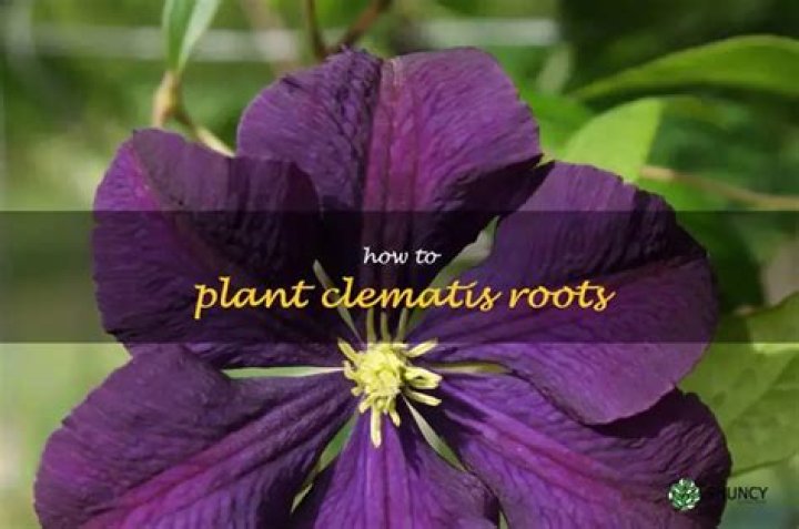 Are Clematis Roots Invasive - How To Discuss