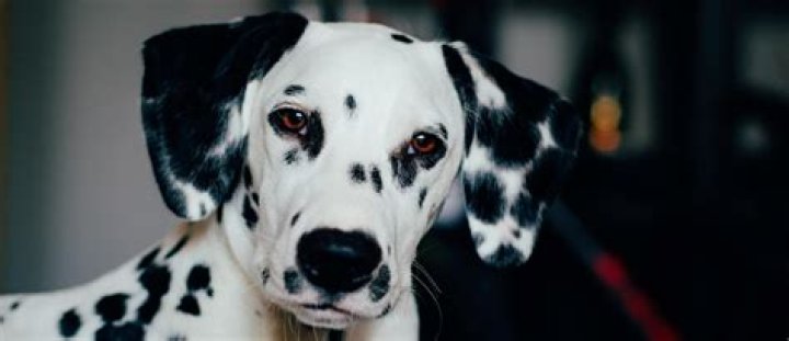 Are Dalmatians Rare - How To Discuss