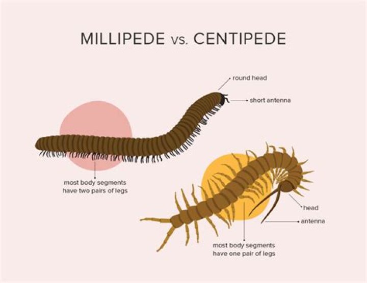 Are Millipedes Poisonous If Eaten