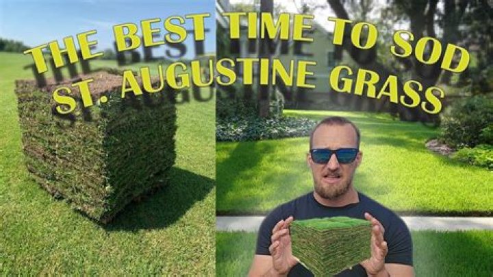 Augustine grass - How To Discuss