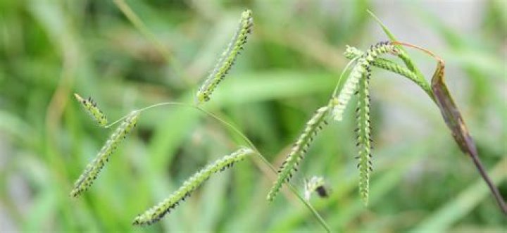 Bahia grass - How To Discuss