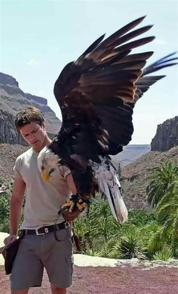 Bald Eagle Compared To Human
