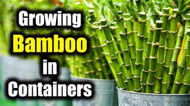 Bamboo in pots - How To Discuss