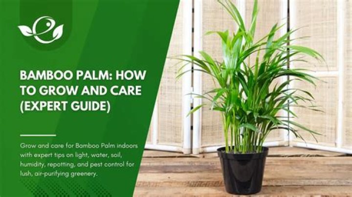 Bamboo palm - How To Discuss
