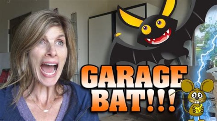 Bat In My Garage - How To Discuss