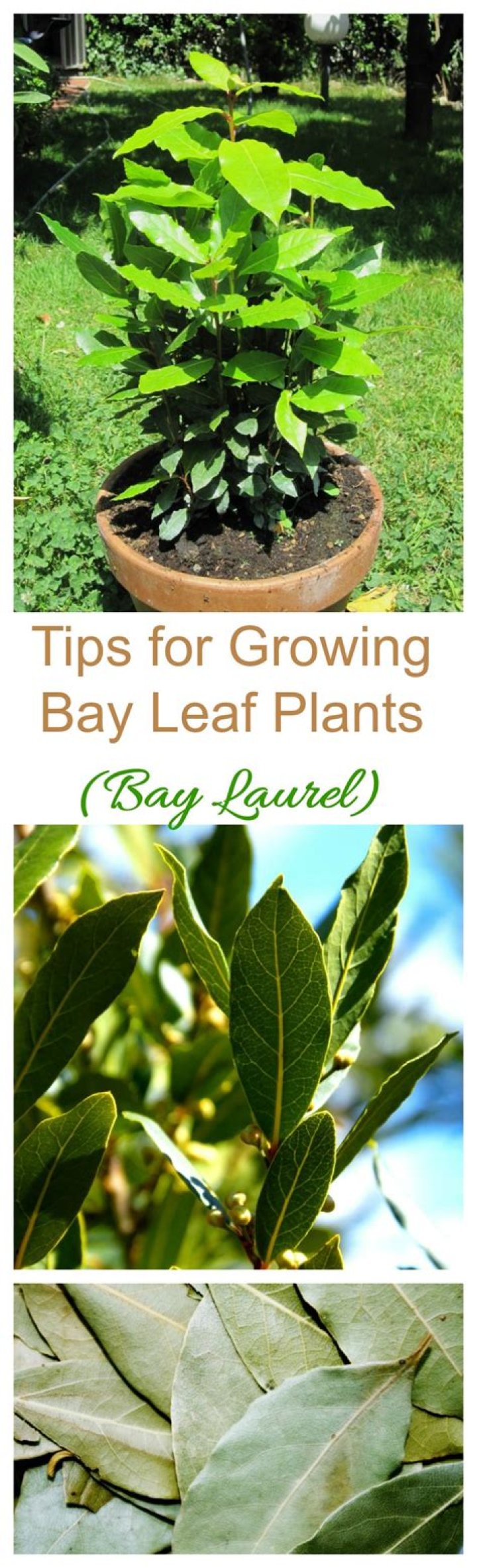 Bay Leaf - How To Discuss