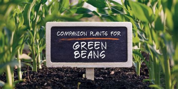 Beans companion plants - How To Discuss