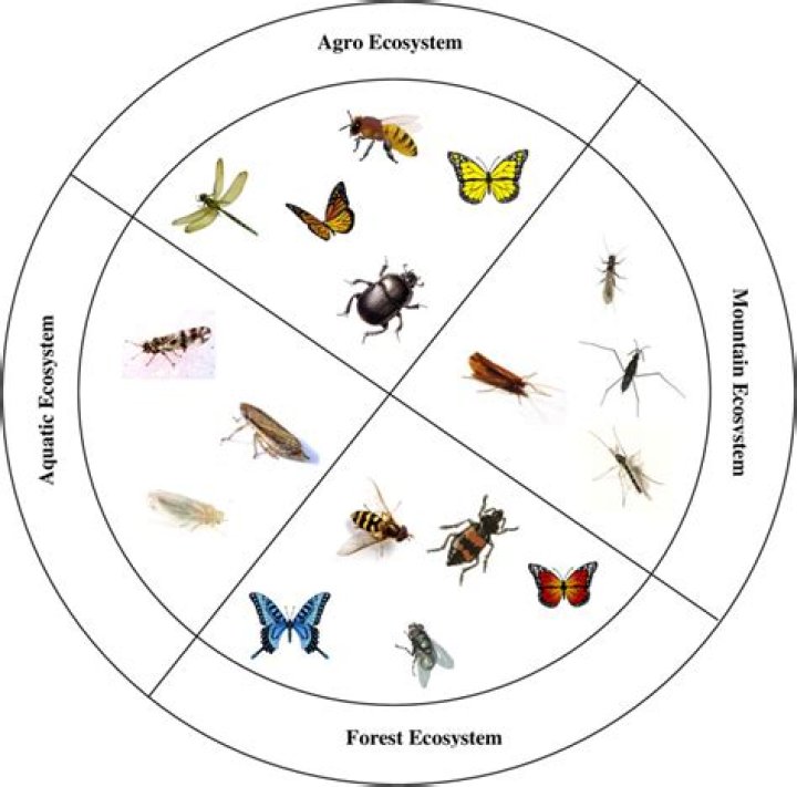 Bioindicators - How To Discuss