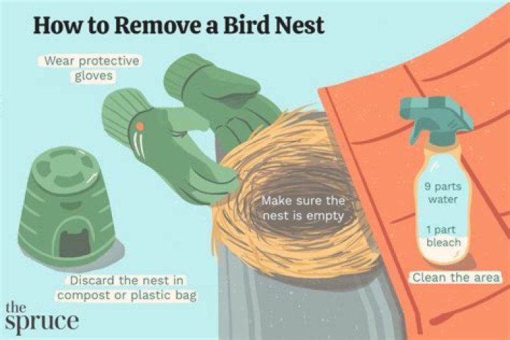 Bird nest removal - How To Discuss