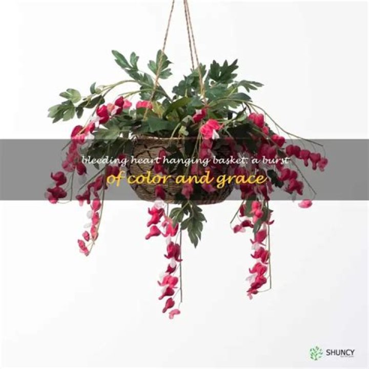 Bleeding Heart Flower Hanging Basket