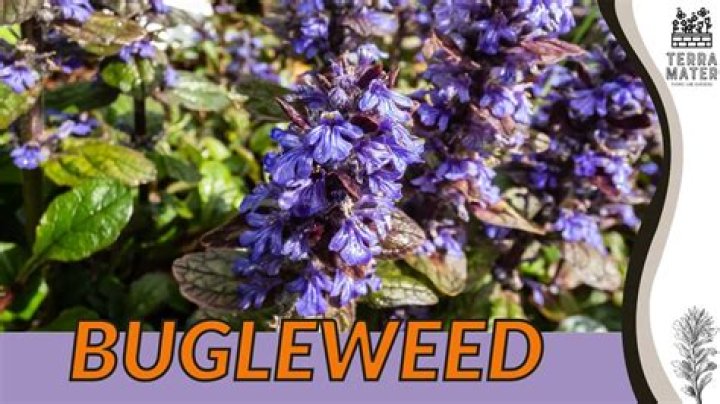 Bugleweed - How To Discuss
