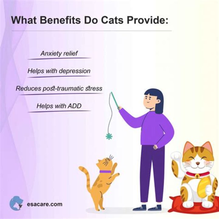 Can cats be service animals