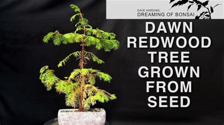 Can Dawn Redwood Grow Indoors