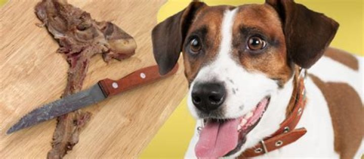 Can Dogs Eat Steak Bones