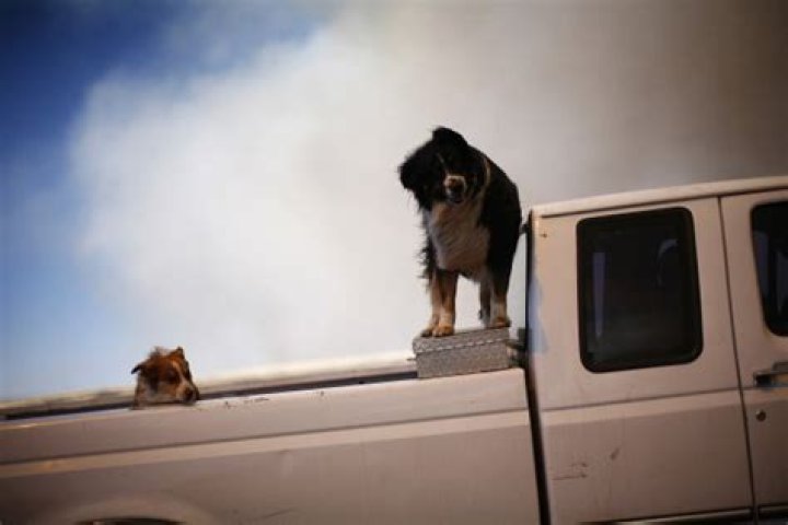 Can Dogs Ride In The Back Of A Moving Truck