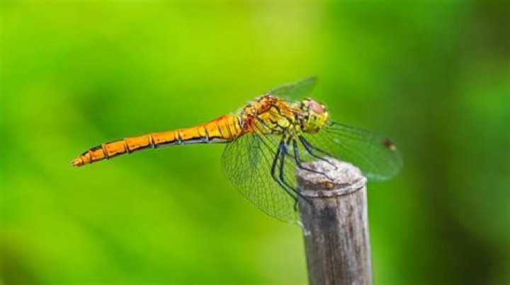 Can Dragonflies Walk - How To Discuss