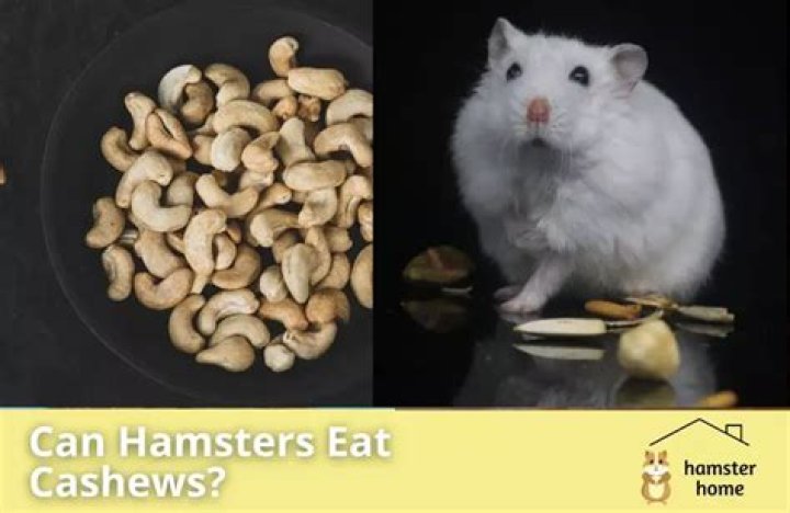 Can Hamsters Eat Cashews - How To Discuss