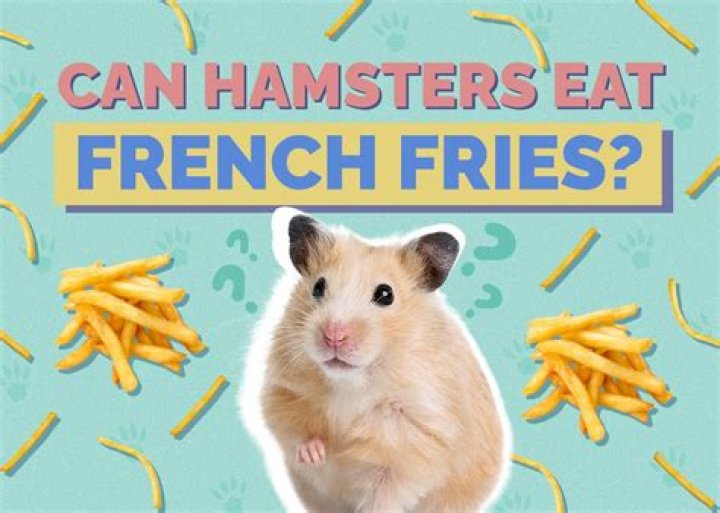 Can Hamsters Eat French Fries