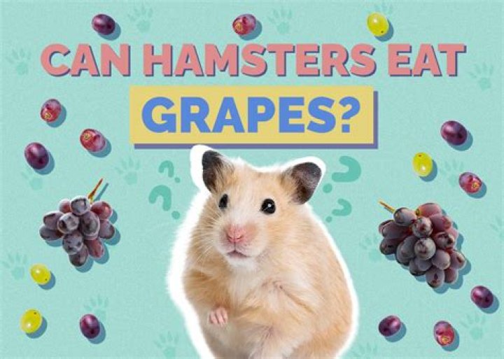 Can Hamsters Eat Grapes - How To Discuss
