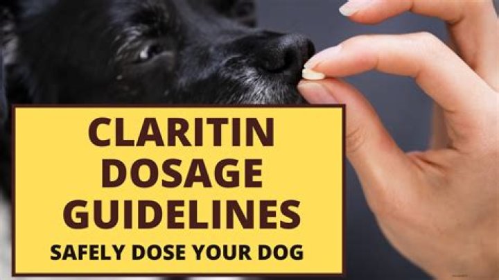 Can I Give My Dog Claritin