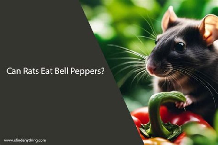 Can Rats Eat Bell Peppers