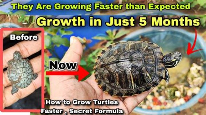 Can Turtles Get High - How To Discuss