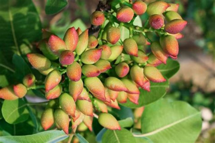 Can You Grow Pistachio Trees In Texas