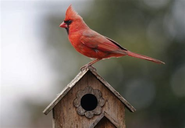 Cardinal bird house - How To Discuss