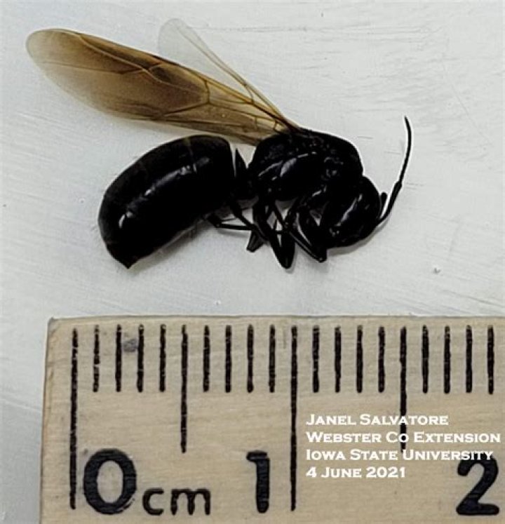 Carpenter ants with wings - How To Discuss