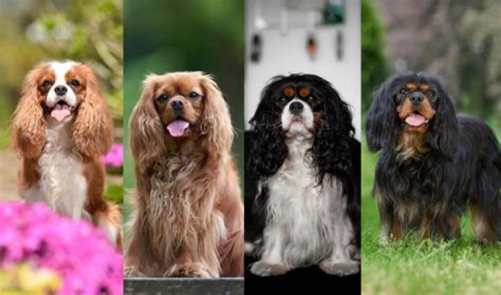 Cavalier King Charles Spaniel Colors