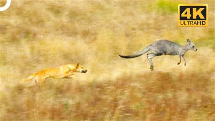 Chasing Us Like Animals - How To Discuss