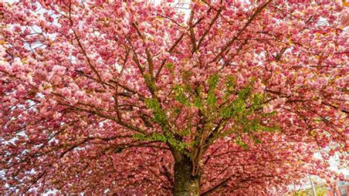Cherry blossom plant - How To Discuss