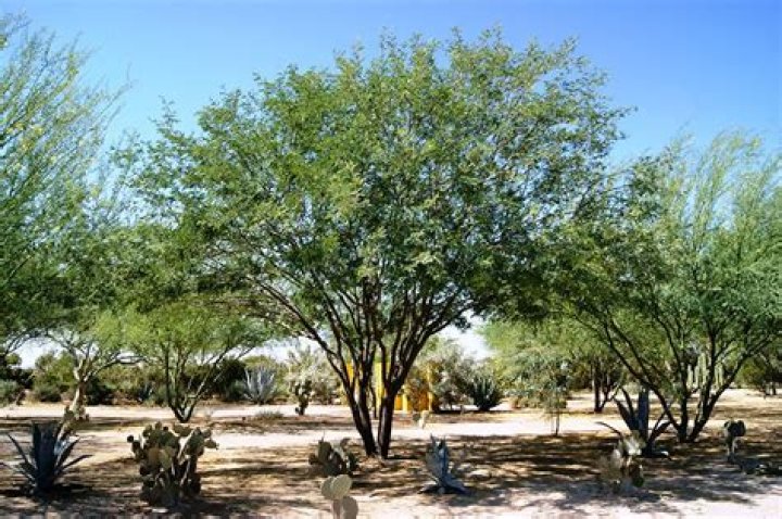 Chilean mesquite - How To Discuss