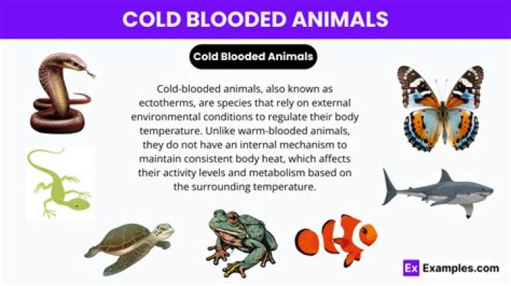 Cold blood - How To Discuss