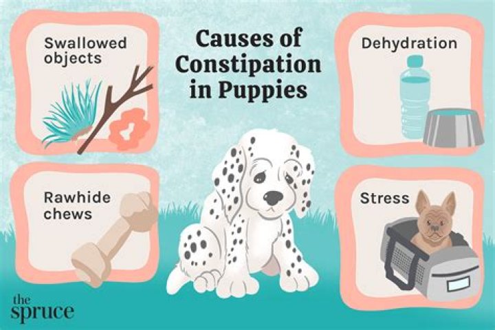 Constipated Puppy 6 Weeks Old