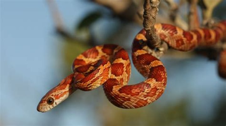 CORN SNAKE PET - How To Discuss