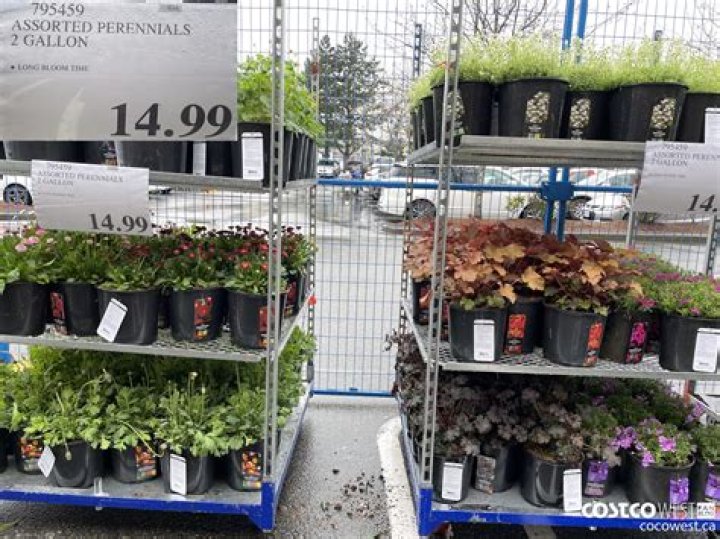 Costco Garden - How To Discuss