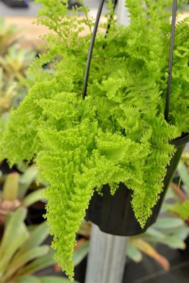 Cotton Candy Fern Care - How To Discuss