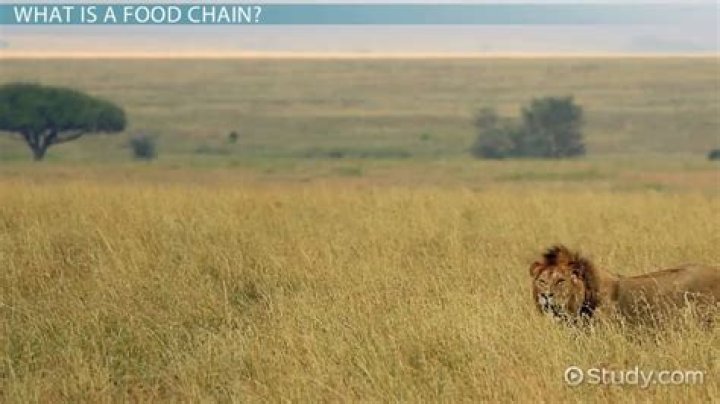 Could There Be A Food Chain Without Herbivores And Carnivores