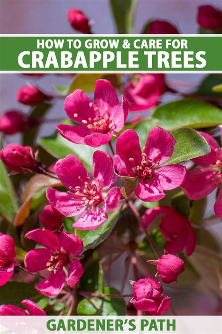 Crabapple Cove Maine - How To Discuss