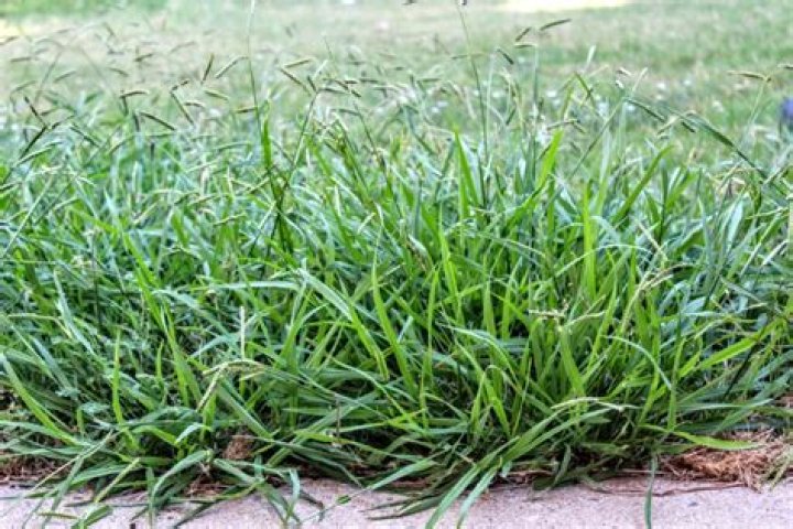 Crabgrass pre emergent - How To Discuss
