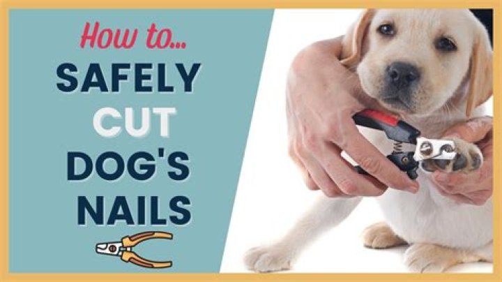 Cutting dogs nails - How To Discuss