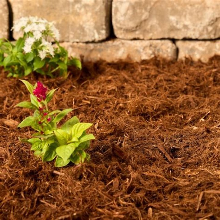 Cypress Mulch Lowes - How To Discuss