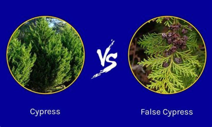 Cypress plant - How To Discuss