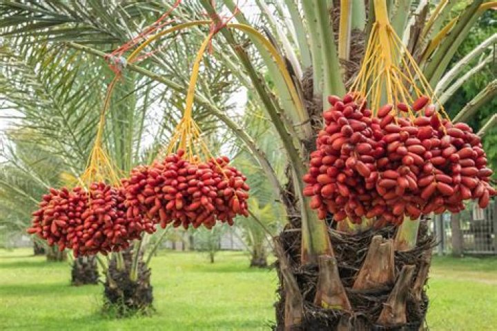 Date plant - How To Discuss